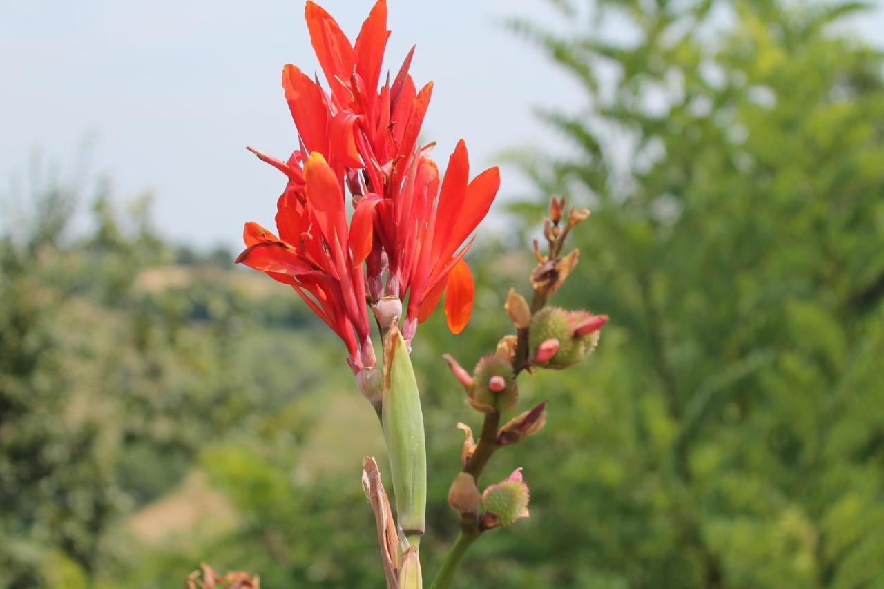 La Rupe Del Falco Monteciccardo Buitenkant foto